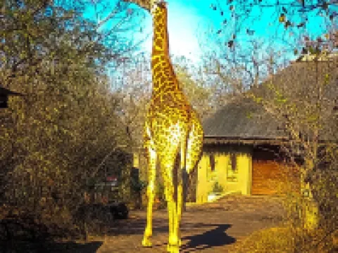 Call of the Wild Lodge Hotels near Tshukudu Game Lodge