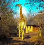 野性的呼喚旅館 住宿飯店