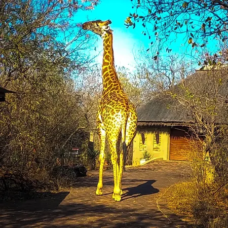 Call of the Wild Lodge