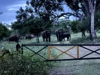 The Wild Farms by Gwestai Hoteles en Masinagudi