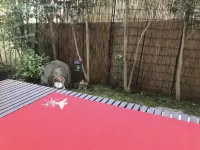 Ryu
