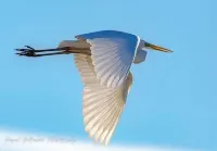 GIENS, T2 in owner's villa with swimming pool Hotels in Giens