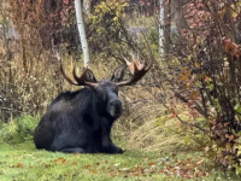 PRIVATE CABIN 10 MINUTES FROM TETON VILLAGE AND GRAND TETON NATIONAL PARK Hotels in Moose Wilson Road