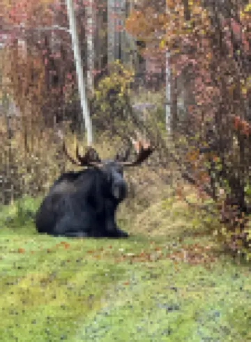 PRIVATE CABIN 10 MINUTES FROM TETON VILLAGE AND GRAND TETON NATIONAL PARK