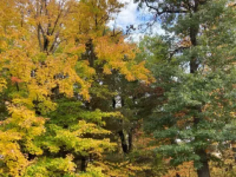 松樹汽車旅館 斯蒂芬森酒店