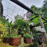 The Ruong Resort Hotels in Phuoc Thuan