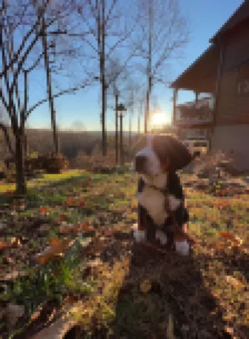 Sky Dog Pet Friendly Home Dupont Brevard Hiking Mountain Biking Porch Waterfalls
