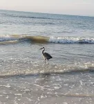 "Beach Blessing 2"/ 2 Bed & 2 Full Baths