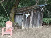 Serene Historic Cabin, Nine Acre Estate, Just Off I-5