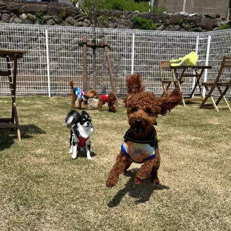 Pet Resort Villa MOU