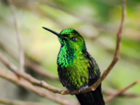 River Nest Lodge Costa Rica Hoteles en Copey