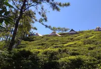 Janardan Tea Resort - Campsite Hotel a Balacola