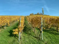 Wine town