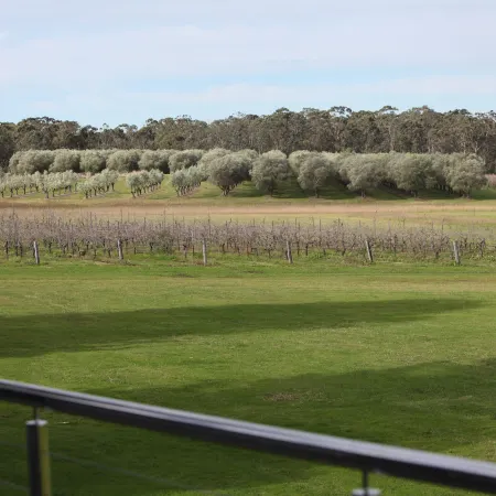 Adina Vineyard