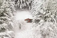 Remote Tiny Cabin & Hiking!