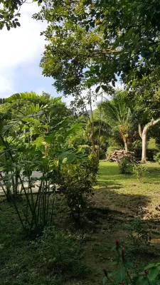 The Royal Bamboo Lodges