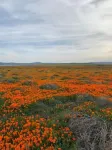 팜 인 & 스위트 - 애견동반
