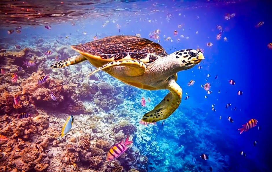 후방 비치 호텔 앳 훌후말레