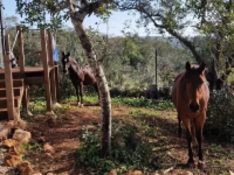 Tiny House Loule Algarve Hotels in Sao Clemente