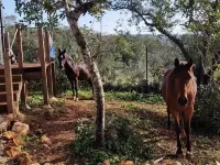Tiny House Loule Algarve