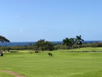 Luxury condo with central A/C and golf and ocean views