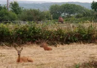 Lymington Self-Catering Garden Retreat Hotels in Lymington and Pennington