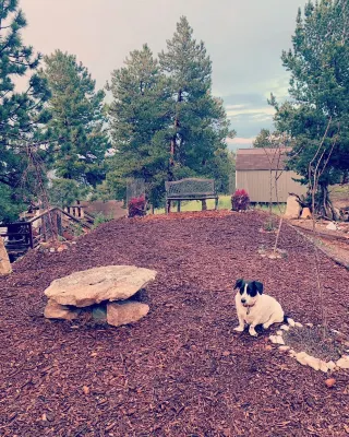 Dog Heaven / Unique mountain home for artists, creators or tech start ups.