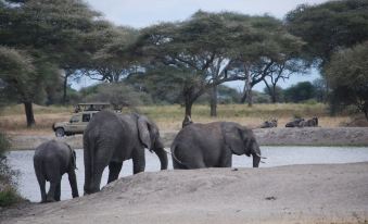 Amani Safari Lodge