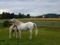 Idyllisch Gelegenes Ferienhaus mit Garten auf Reiterhof Hotels in Schopstal