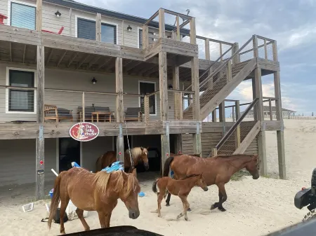 Salty Anchor oceanfront sunrise Carova4WD only!  Pets not allowed!