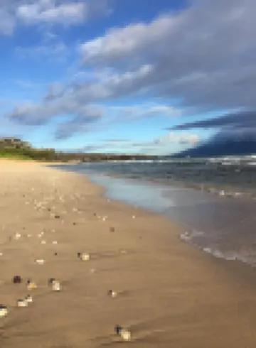 Oceanfront Serenity at Kapalua Bay Villas 23G2