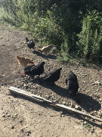 Active “farmette”   New apartment (the Knotty Pine Nearby restaurants, fitness