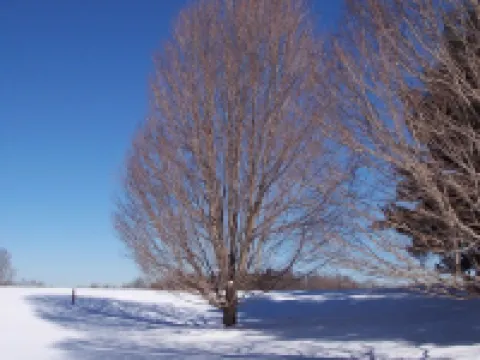 The Blackbear 4 bed log cabin with loft and cathedral ceilings Hotels in Bluestone River