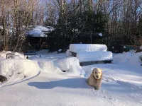 Cottage 7min to Ski Stratton-Wood Stove,Starry Skies,Fire Pit,Views,Dogs OK