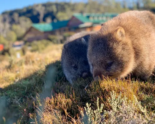 Peppers Cradle Mountain Lodge Photos