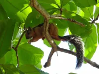 Nalia x1f343; Hotel Baliyana Lodge in the x1f49a; of nature.