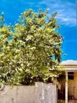 Cozy Corner - Vacation Rental in Beautiful Barbados 酒店
