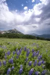 Updated 1 Bedroom in Mountaineer Square Condo - No Cleaning Fee! by RedAwning Hotels in Mount Crested Butte