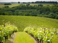 Domaine de la Soucherie - Chambres d'hôtes Hotels in Chavagnes