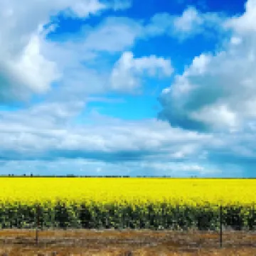 Wings Field - peaceful family farm stayFarm stay in Tocumwal, Australia