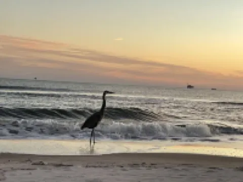 PARADISE PALMS 6016 at Rookery III - Walk to Beach - Relax by Pools