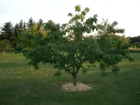 룸-하우스 임 그뤼넨 하우스 인 더 그린