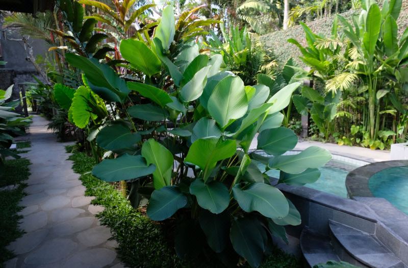 Japa Suites & Villas photo 4