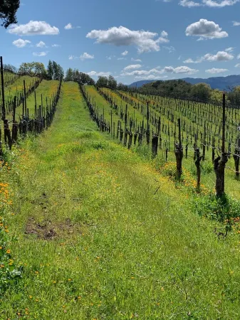 Vineyard FarmStay w/ Heated Pool from May-Oct.