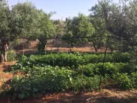 Lovely little house in Salento, in the countryside with garden and solarium