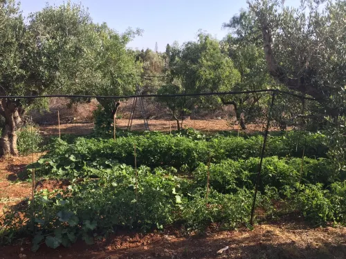Lovely little house in Salento, in the countryside with garden and solarium