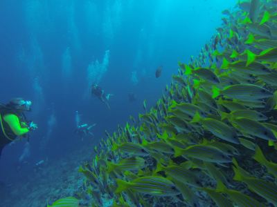 その他 アンサナ イフル モルディブの写真