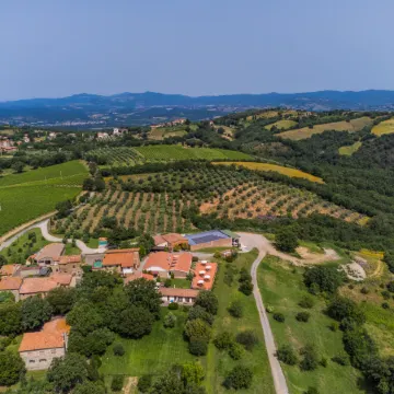 Ciliegiolo