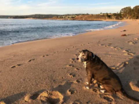 Big Sur-Style Lodge in Carmel - Panoramic Views! Hot-Tub, Game Room/Pool & Dogs