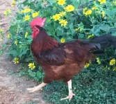 The Writer’s Cabin